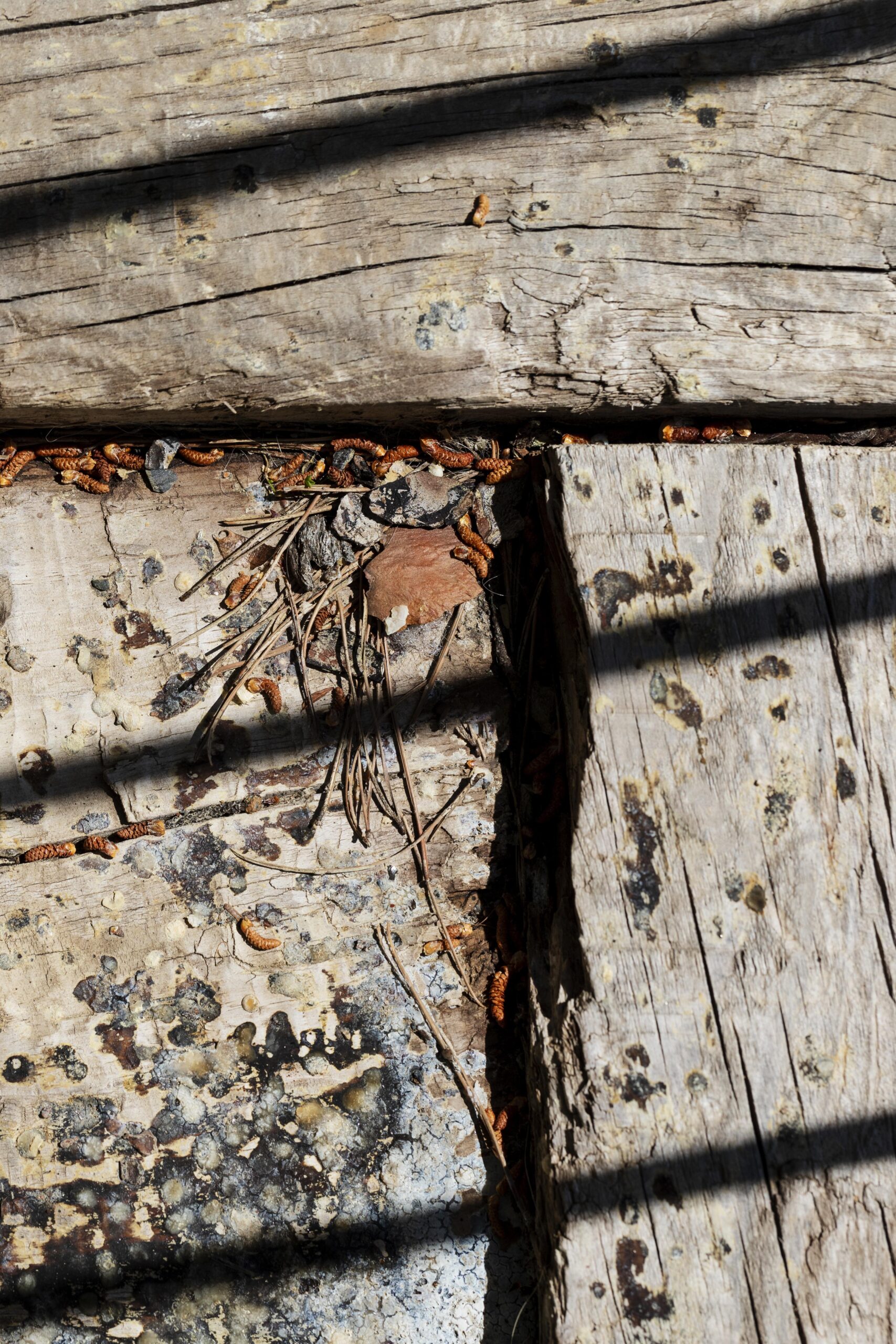 Termite Damage
